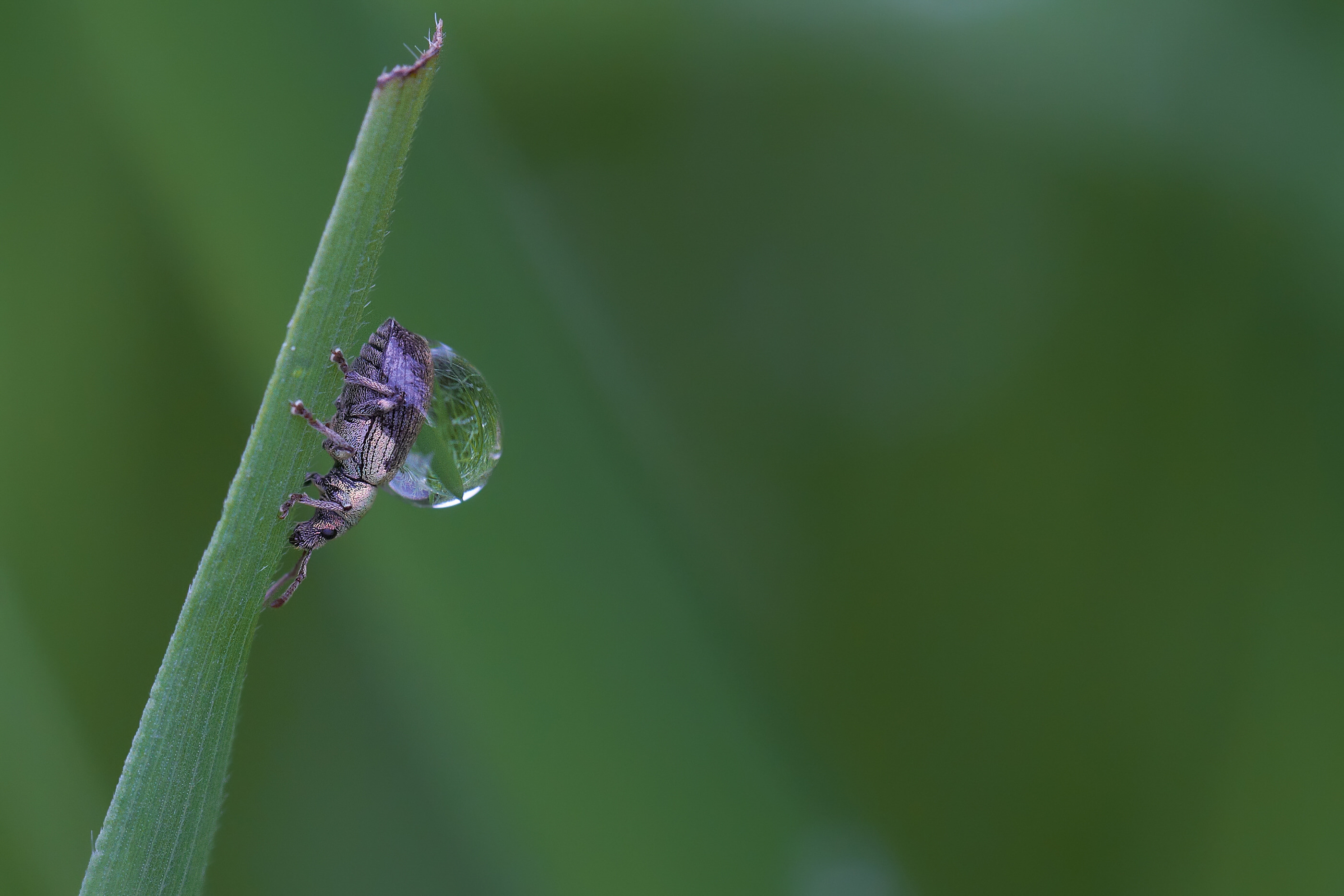 Phyllobius virideaeris  015